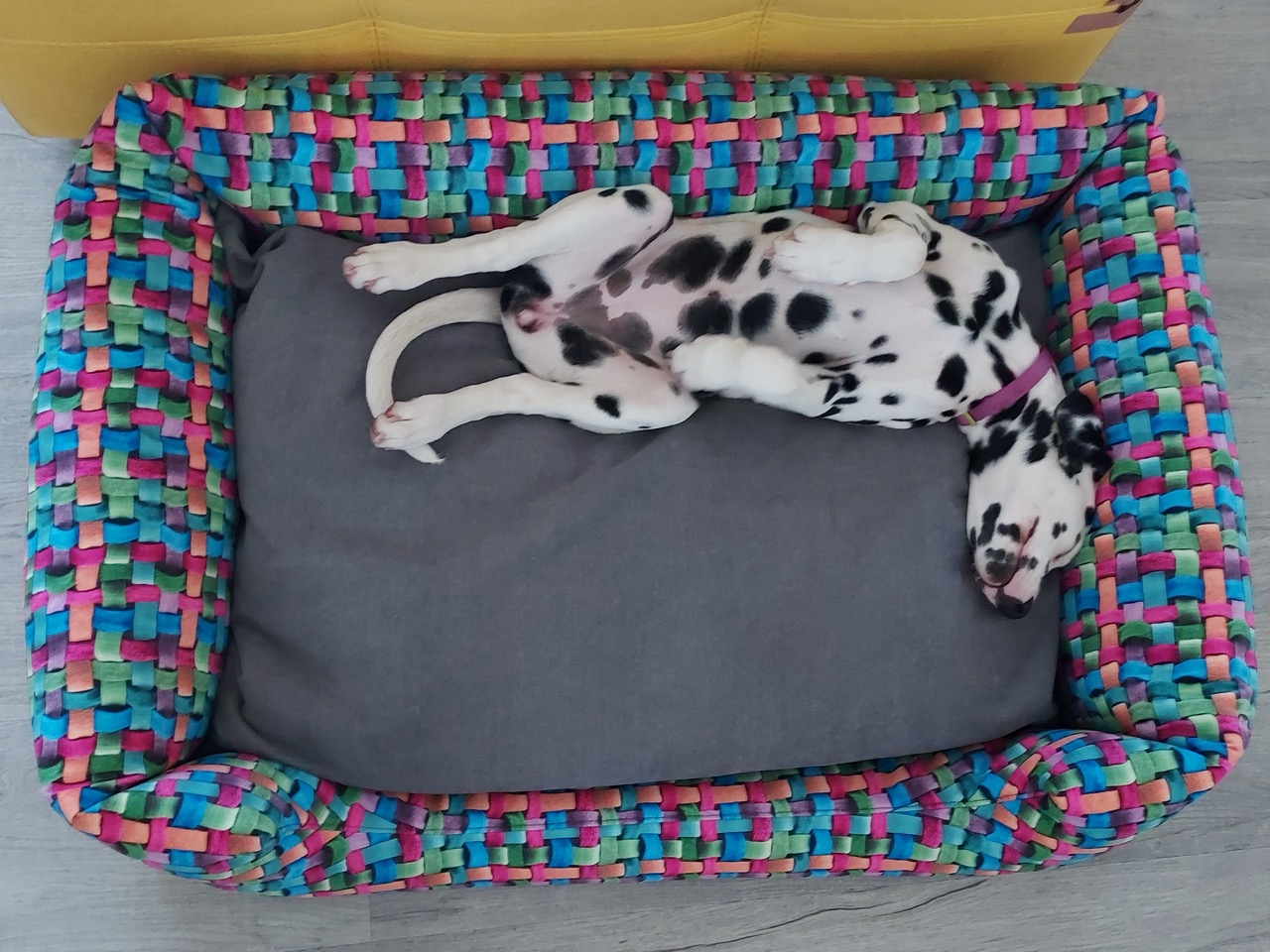 puppies