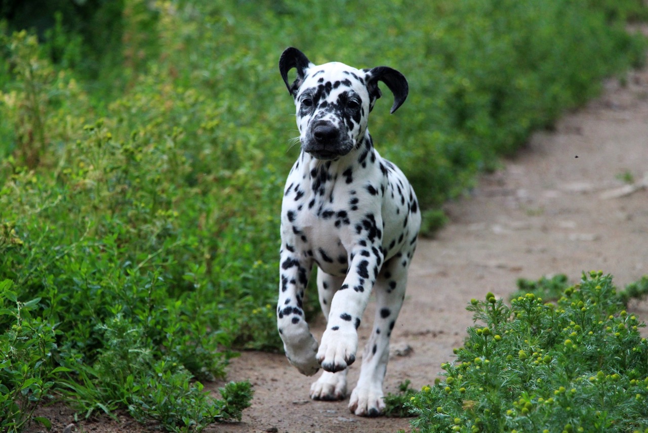puppies