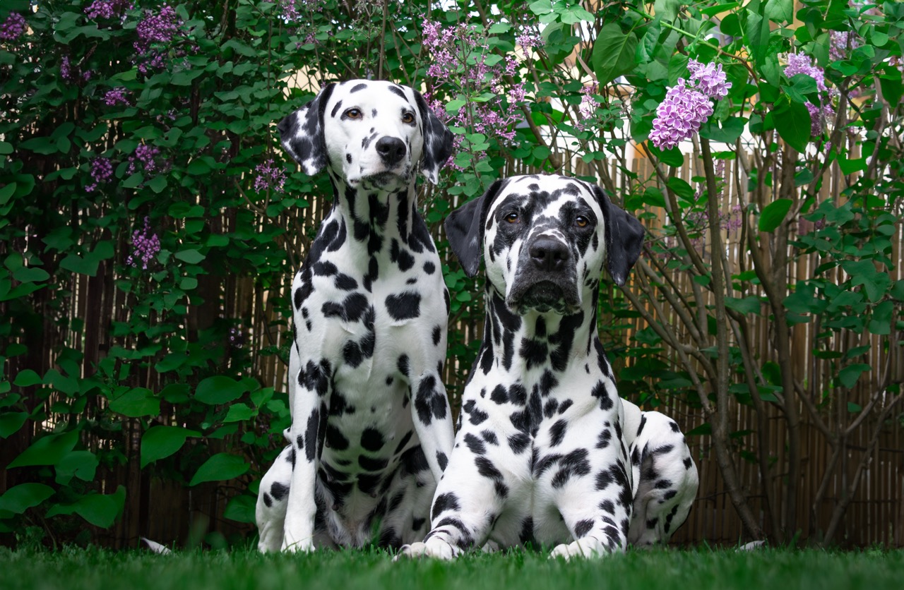 puppies