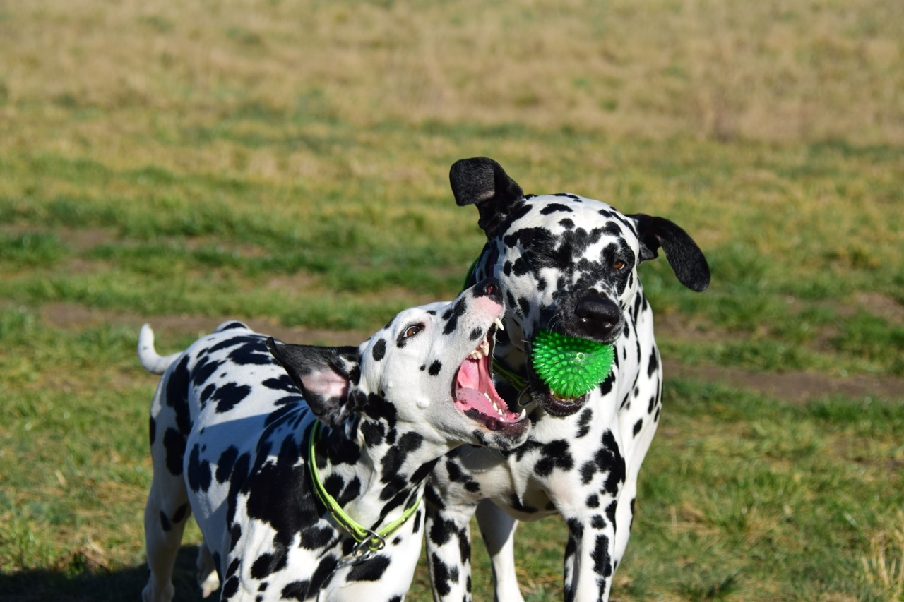 puppies